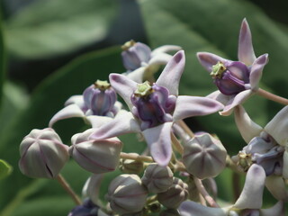 Biduri or widuri or Calotropis gigantea is a type of large shrub that can reach 4 m. The flowers...