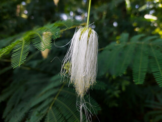 White Calliandra Flower with Fine Threads on Lush Green Foliage Background in Tropical Forest