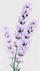 Detailed illustration of fresh lavender sprigs, delicate purple flowers, green stems, botanical art, calming and elegant style