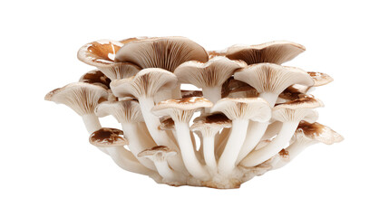 a group of mushrooms that are growing out of a tree