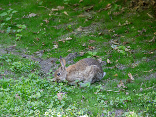 Wild hare eating fresh grass in an urban park on a sunny day, blending nature with city life in a peaceful green setting.