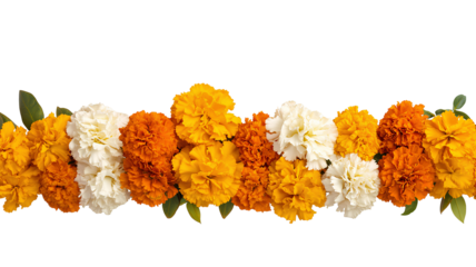 Marigold flowers border on transparent background