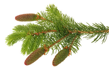 spruce branch (Picea abies), with pine cone isolated on white background