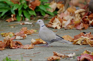 Eurasian collared dove among autumn leaves. Streptopelia decaocto