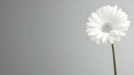 A Single White Gerbera Daisy Flower on a Grey Background, Elegantly Simple Botanical Illustration