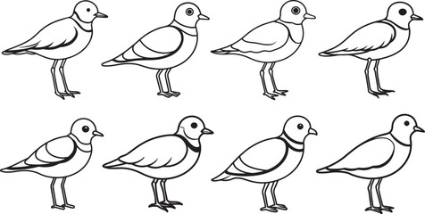 set of piping plover bird line art, black outline, vector and illustration, coloring book page line art drawing