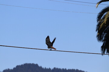 Hawk on telephone line wire