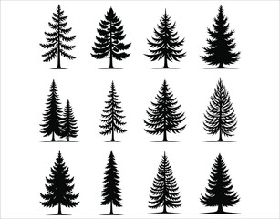 Obraz premium Douglas Fir Tree Outline Silhouettes