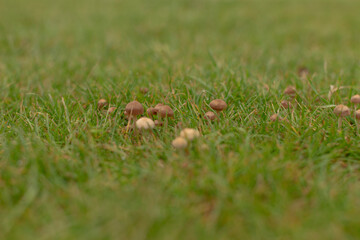 A cluster of small, delicate brown and cream mushrooms can be found growing on lush green grass, beautifully showcasing the diverse world of fungi in their natural environment
