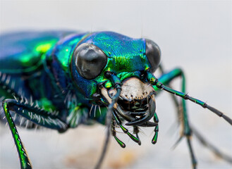 Blue Tiger Beetle facial features in Macro