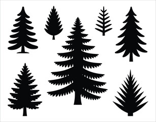 Obraz premium Silhouette Evergreen Douglas Fir Trees