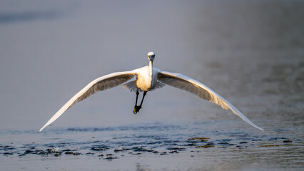 take off and a flight of a little egret 