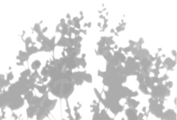 The shadow of the field grass on the white wall. A black and white image to overlay on a photo or mockup