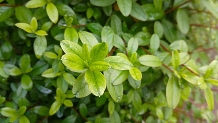 Obraz premium Close-up shot of vibrant green leaves