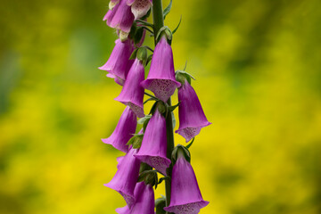Closeup of a vibrant, delicate foxglove in springtime
