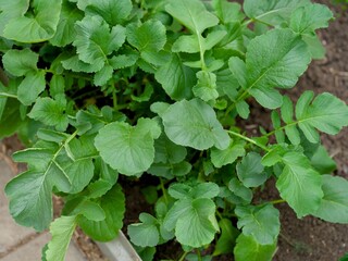 Close-up of radish plant leaves in a vegetable garden.