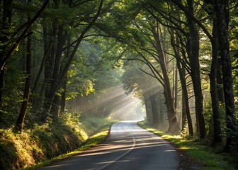 Obraz premium Sunlit Road Through Lush Green Forest A Serene Nature Escape