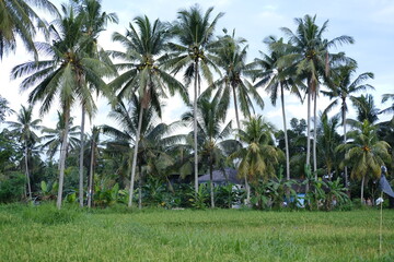 Fototapeta premium Green Rice Fields with Jungle and Palm Trees in Background