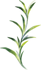 Hand Painted Watercolor Herb Stem Vector Illustration Botanical Element on White Background