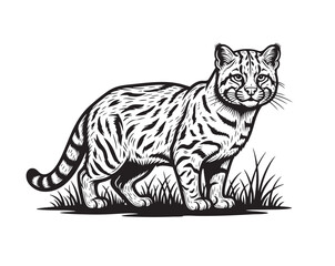 Black and white vector of a flat-headed wild cat standing on grass. Detailed fur patterns and intense gaze. Perfect for logos, prints, or wildlife designs. Wildlife Animals.