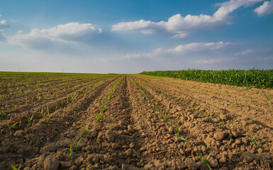 Cultivated Agricultural Field with Rows of Young Plants