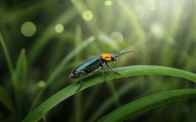 Naklejka premium Macro Blue Green Beetle on Blade of Grass