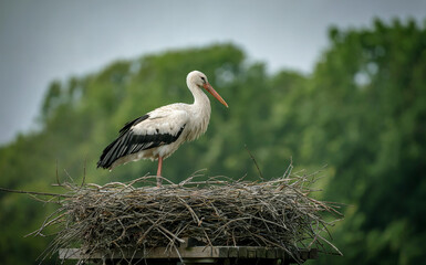 Fototapeta premium White Stork Standing in Large Stick Nest