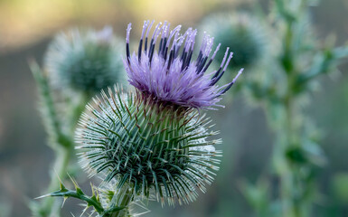 Close Up of Purple Thistle Flower Head