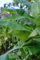 Green Banana Tree Leaves in Tropical Light