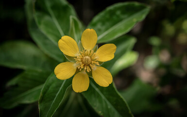 Obraz premium Close-up View of a Small Yellow Flower with Five Petals among Green Leaves