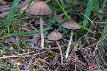 Close up and selective focus of Coprinopsis lagopus or Coprinus lagopus in the field, harefoot wild mushroom or hare s foot inkcap. Or other Coprinus sp. mushroom