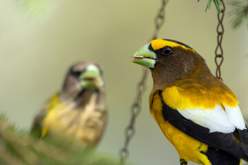 A vibrant male yellow Evening Grosbeak sitting in a feeder with a female bird on the spruce tree with green needles in spring backyard garden.
