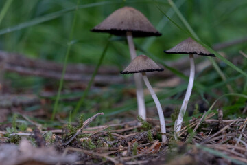 Close up and selective focus of Coprinopsis lagopus or Coprinus lagopus in the field, harefoot wild mushroom or hare s foot inkcap. Or other Coprinus sp. mushroom