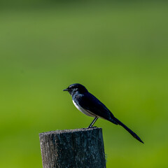 willie wagtail on a stump in Australia