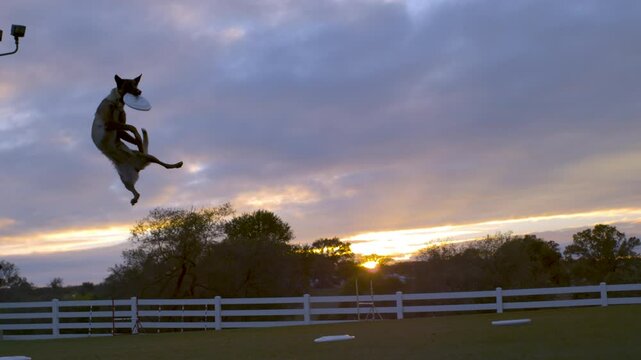 Beautiful dog leaping high in the air and catching frisbee in mouth at sunset, super slow motion shot