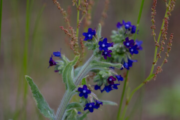 Common bugloss or Alkanet (Anchusa officinalis) in the meadow.
