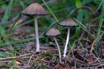 Close up and selective focus of Coprinopsis lagopus or Coprinus lagopus in the field, harefoot wild mushroom or hare s foot inkcap. Or other Coprinus sp. mushroom