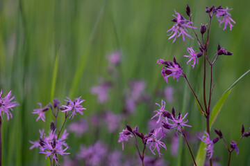 Ragged robin. Pink flower on green background. lychnis flos cuculi