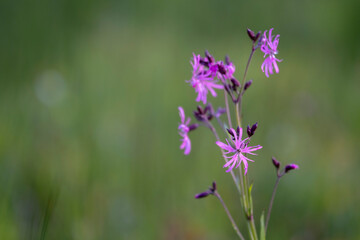 Ragged robin. Pink flower on green background. lychnis flos cuculi