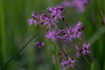 Ragged robin. Pink flower on green background. lychnis flos cuculi