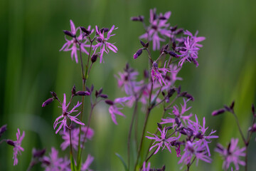 Ragged robin. Pink flower on green background. lychnis flos cuculi
