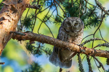 The Boreal owl (Aegolius funereus)