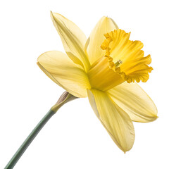 Close-up of a daffodil on a sunny day