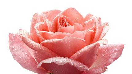 a pink rose with water droplets on it