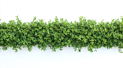 Obraz premium Green hedge or Green Leaves from above, just one line, straight. Isolated on white background.