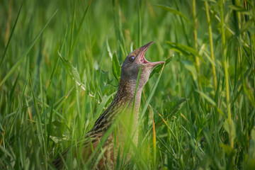 Close-up of an adult Corn Crake standing in green grass, calling perpendicular to the camera lens on a sunny summer day.