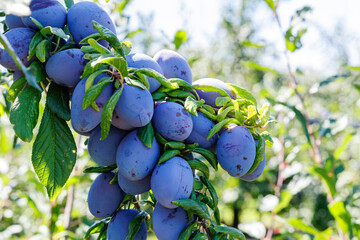 Plump blue plums cluster on a branch in a sunlit orchard during late summer harvest time