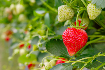 Fresh strawberries growing on the vine in a sunlit farm during the summer harvest season