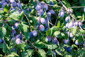 Ripe plums hanging on branches surrounded by vibrant green leaves under bright sunlight in an...