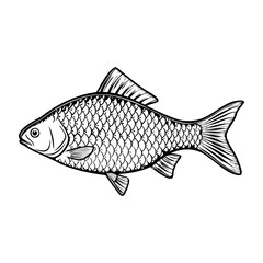 Illustration of a fish with detailed scales and fins. The fish is depicted in a side view, showcasing its body shape and features. Ideal for culinary or seafood themes.
